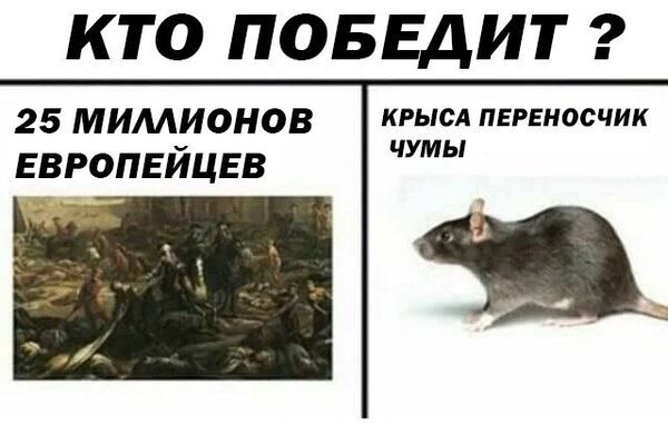 Обработка от грызунов крыс и мышей в Мурманске