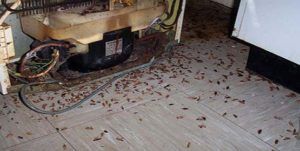 Поморить тараканов в квартире в Мурманске, цены