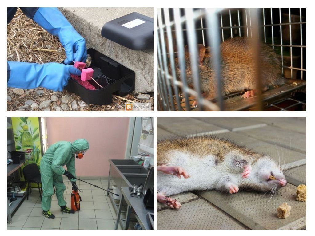 Дератизация от грызунов от крыс и мышей в Мурманске