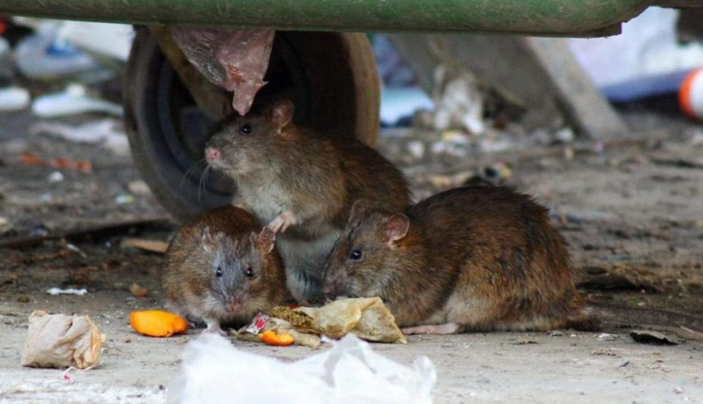 Травить грызунов крыс и мышей в Мурманске