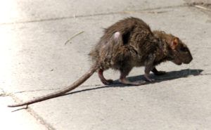 Фирма по уничтожению грызунов, крыс и мышей в Мурманске