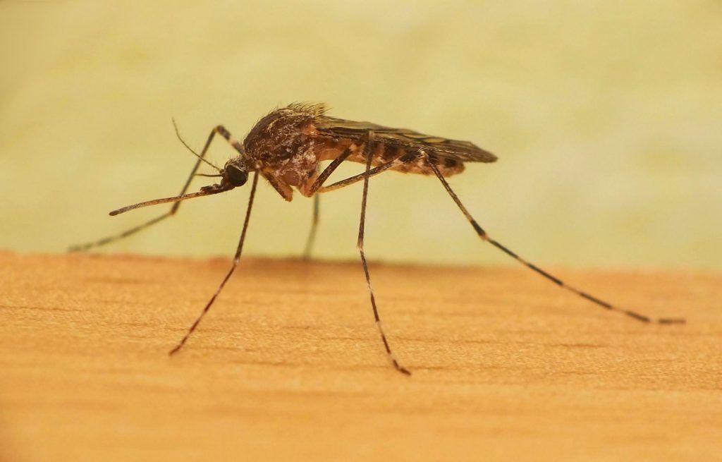 Уничтожение комаров в Мурманске