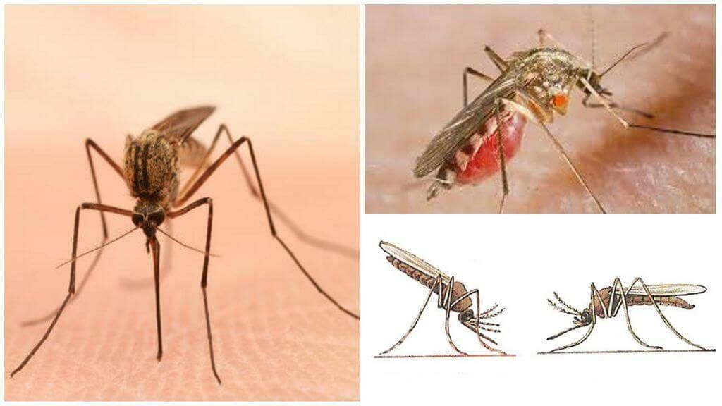 Уничтожение комаров в Мурманске