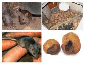 Служба по уничтожению грызунов, крыс и мышей в Мурманске