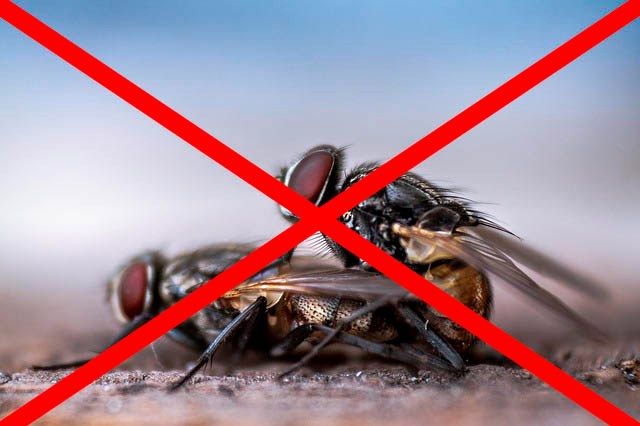 Профессиональное уничтожение мух в Мурманске с гарантией