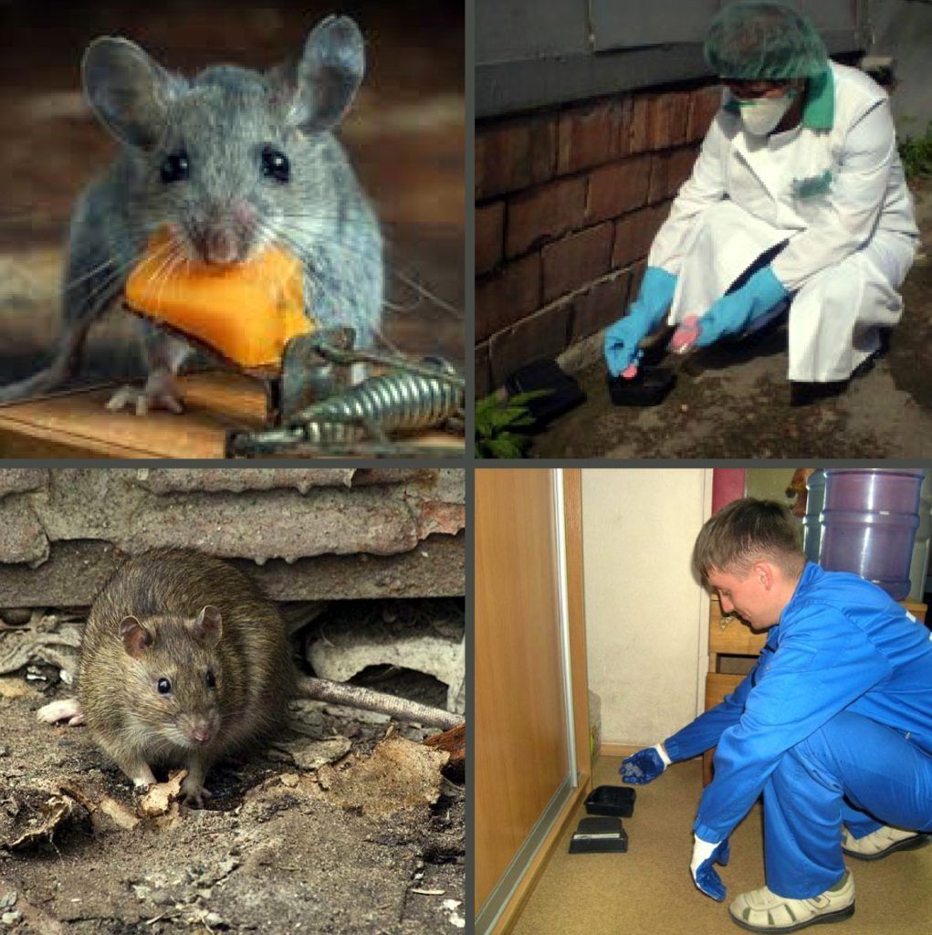 Дезинфекция от грызунов, крыс и мышей в Мурманске