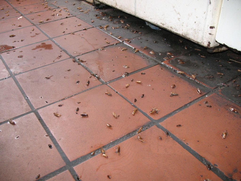 Уничтожение тараканов в квартире в Мурманске 