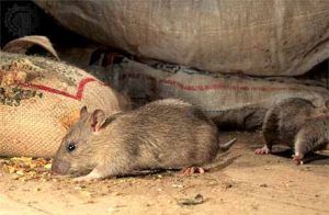 Дератизация от грызунов от крыс и мышей в Мурманске