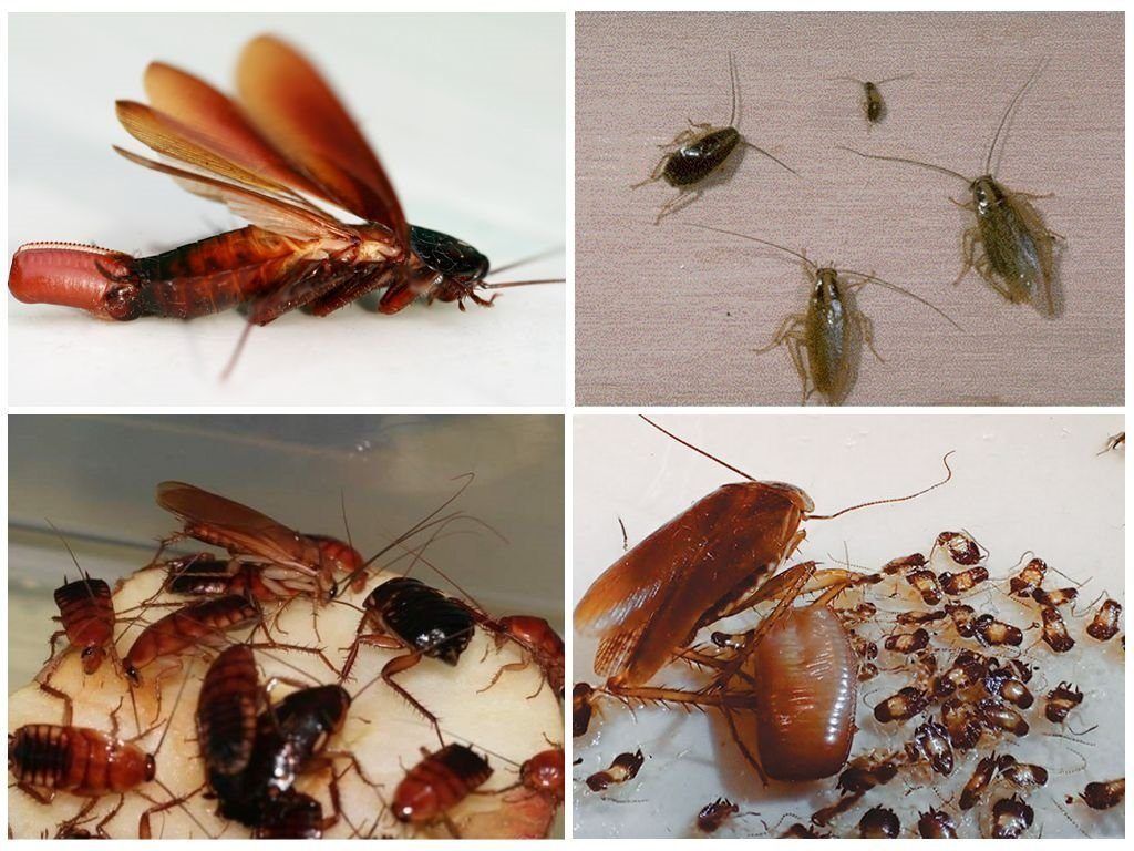 Уничтожение тараканов в квартире в Мурманске 
