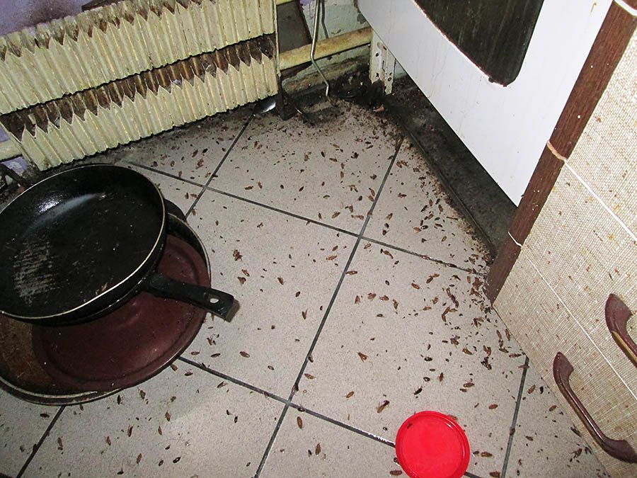 Санэпидемстанция от тараканов в Мурманске, вызвать, цены